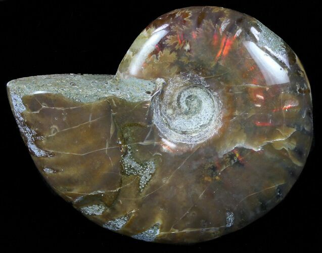 Flashy Red Iridescent Ammonite - Wide #59904